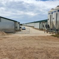 HClO Castellon, Spain broilers.4